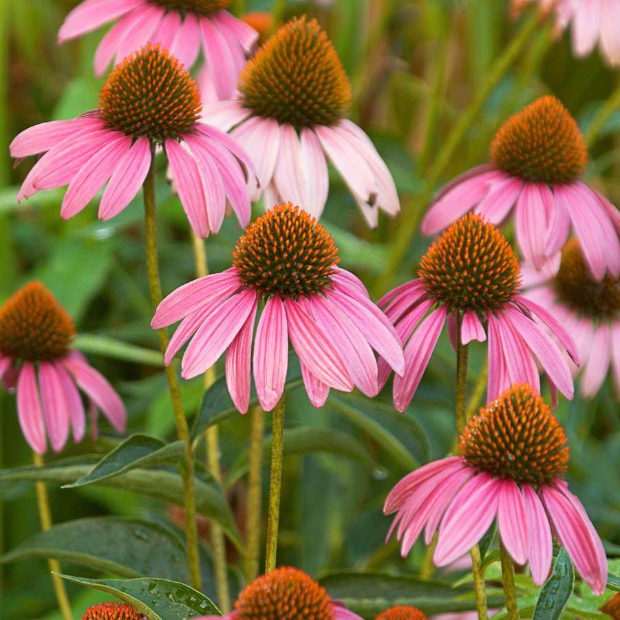 echinacea plants