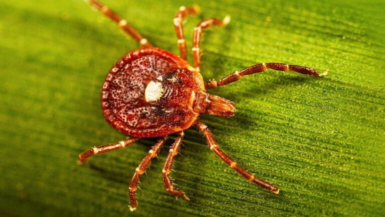 The Ultimate Guide to Tick Prevention: Avoiding Lyme Disease and Our Natural DIY Tick Spray